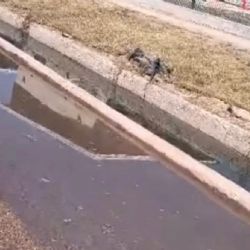 Duró poco el "maquillaje" en Las Heras: acequias desbordadas por líquidos cloacales