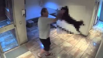 Maltrato animal: detuvieron a un hombre que estrelló a su perro contra el suelo 