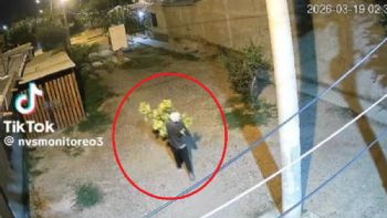Como pancho por su casa: trasladaba una planta gigante de "marihuana" y lo engancharon