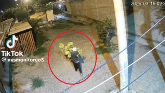 Como pancho por su casa: trasladaba una planta gigante de "marihuana" y lo engancharon