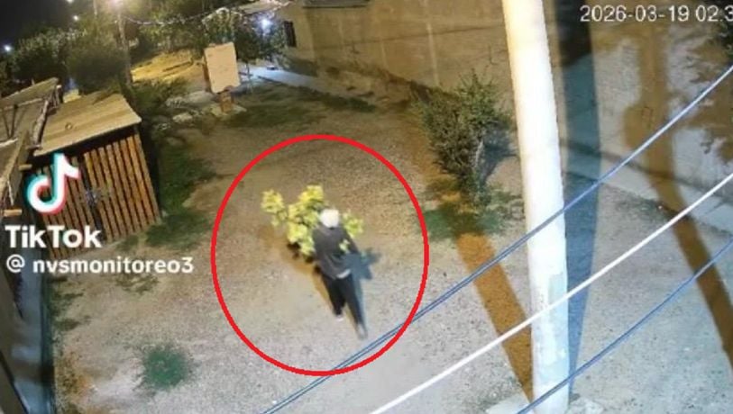 Como pancho por su casa: trasladaba una planta gigante de "marihuana" y lo engancharon