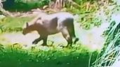 Foto ilustrativa de la nota titulada: Alarma por la aparición de un puma en un barrio privado