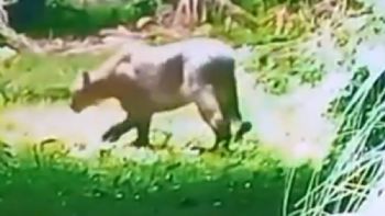 Alarma por la aparición de un puma en un barrio privado