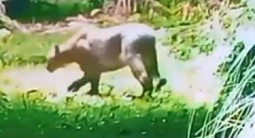 Alarma por la aparición de un puma en un barrio privado