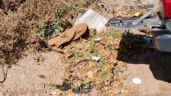 Foto ilustrativa de la nota titulada: Indignación en Vertientes del Pedemonte: arrojan basura a diario, pese a las limpiezas