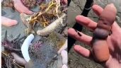 Foto ilustrativa de la nota titulada: Pez pene: aparecieron miles de ejemplares en las costas de Chubut