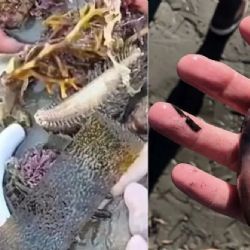 Pez pene: aparecieron miles de ejemplares en las costas de Chubut