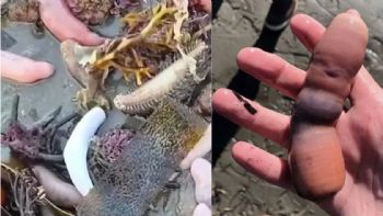 Pez pene: aparecieron miles de ejemplares en las costas de Chubut