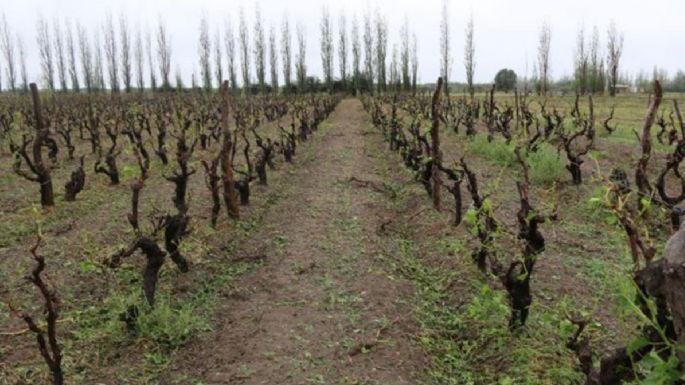 Por el estado de desastre y emergencia agropecuaria el tesoro le entregó $7 mil millones a Mendoza