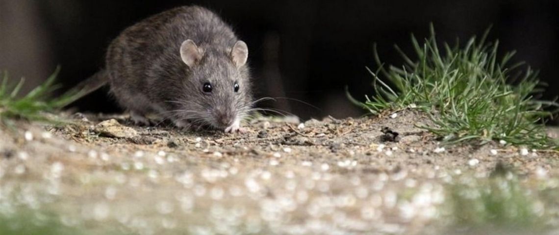 Hantavirus: enviaron un equipo del Malbrán a Ushuaia para detectar la presunta circulación 