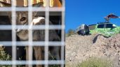 Foto ilustrativa de la nota titulada: Un zorro gris y un flamenco austral entre los animales rehabilitados en el Ecoparque