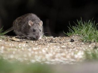 Hantavirus: enviaron un equipo del Malbrán a Ushuaia para detectar la presunta circulación 