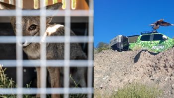 Un zorro gris y un flamenco austral entre los animales rehabilitados en el Ecoparque