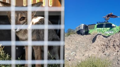 Foto iliustrativa de  Un zorro gris y un flamenco austral entre los animales rehabilitados en el Ecoparque