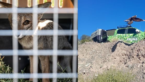 Un zorro gris y un flamenco austral entre los animales rehabilitados en el Ecoparque