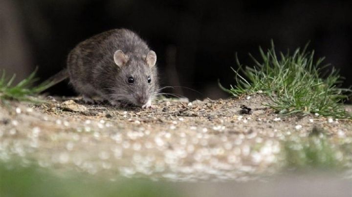 Hantavirus: enviaron un equipo del Malbrán a Ushuaia para detectar la presunta circulación 