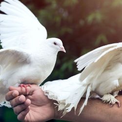 Colombófilos se quejan por la decisión de desregular a las palomas mensajeras
