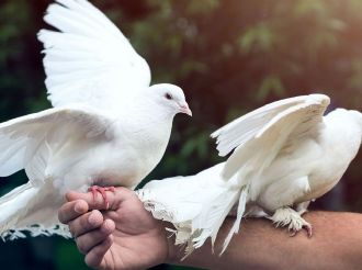 Colombófilos se quejan por la decisión de desregular a las palomas mensajeras