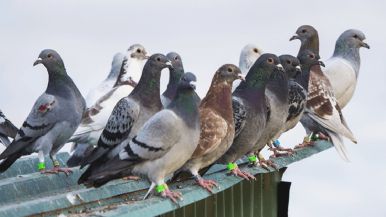 Foto iliustrativa de  Hojarasca: se anulan premios por descubrir minas de carbón y registro de palomas