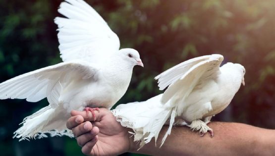 Colombófilos se quejan por la decisión de desregular a las palomas mensajeras