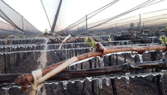 Declararon emergencia agropecuaria en 13 departamentos de Mendoza 