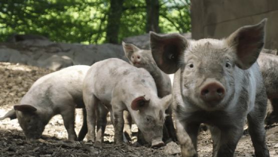 El Gobierno impulsa una campaña de prevención de triquinosis