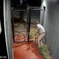 Video: vecinos en alerta por una ola de "roba macetas"