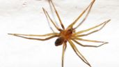 Foto ilustrativa de la nota titulada: Una mujer murió en Tucumán por la presunta picadura de una araña
