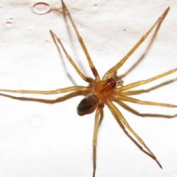 Una mujer murió en Tucumán por la presunta picadura de una araña