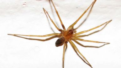 Foto iliustrativa de  Una mujer murió en Tucumán por la presunta picadura de una araña
