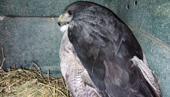 Especie protegida: investigan la muerte de cinco águilas moras en Rivadavia 