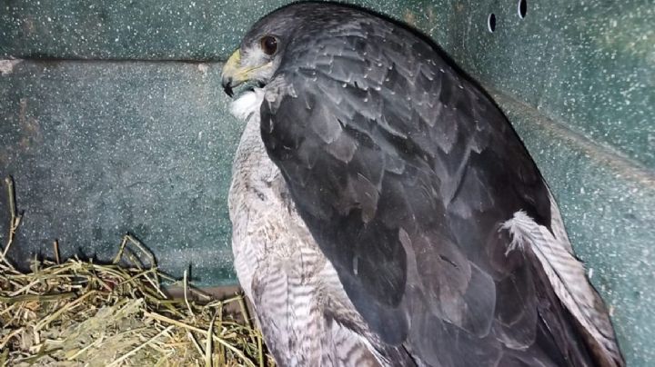 Especie protegida: investigan la muerte de cinco águilas moras en Rivadavia 