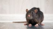 Foto ilustrativa de la nota titulada: Científicas argentinas descubren que un spray que podría prevenir el contagio de hantavirus 