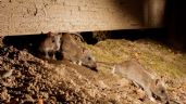Foto ilustrativa de la nota titulada: Hantavirus: recomendaciones para prevenir contagios