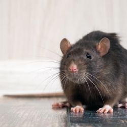 Científicas argentinas descubren que un spray que podría prevenir el contagio de hantavirus 