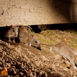 Hantavirus: recomendaciones para prevenir contagios