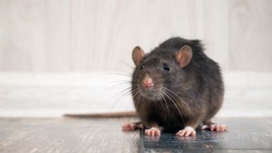 Foto iliustrativa de  Científicas argentinas descubren que un spray que podría prevenir el contagio de hantavirus 