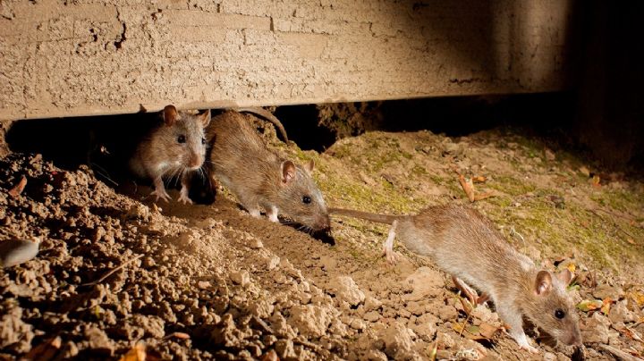 Hantavirus: recomendaciones para prevenir contagios