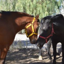 Dos yeguas rescatadas en una causa por maltrato animal fueron declaradas “seres sintientes”