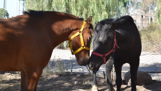 Dos yeguas rescatadas en una causa por maltrato animal fueron declaradas “seres sintientes”