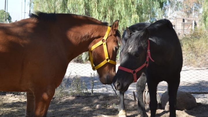 Dos yeguas rescatadas en una causa por maltrato animal fueron declaradas “seres sintientes”