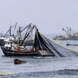 Pesca ilegal: flotas extranjeras extraen hasta 3 millones de toneladas en aguas argentinas