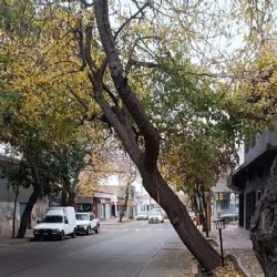 La insólita respuesta de la IA de Guaymallén ante un árbol a punto de caer