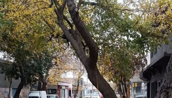La insólita respuesta de la IA de Guaymallén ante un árbol a punto de caer