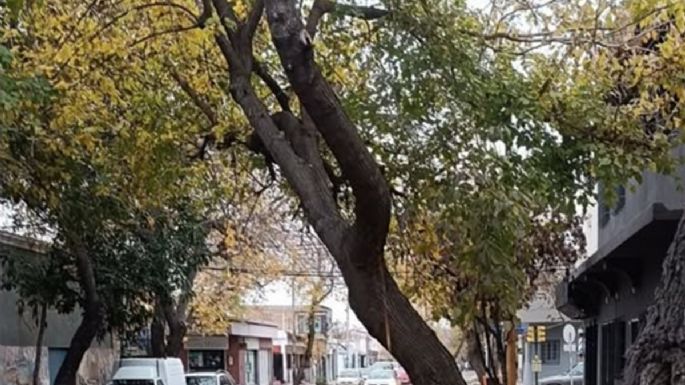 La insólita respuesta de la IA de Guaymallén ante un árbol a punto de caer