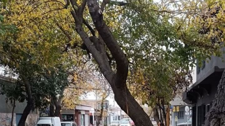 La insólita respuesta de la IA de Guaymallén ante un árbol a punto de caer