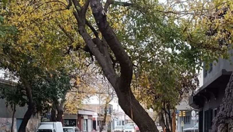La insólita respuesta de la IA de Guaymallén ante un árbol a punto de caer