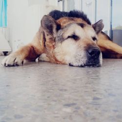 San Luis quiere nombrar a su primer hospital veterinario en honor a un perro comunitario 