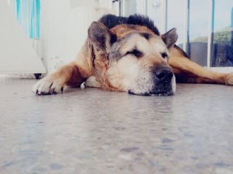 San Luis quiere nombrar a su primer hospital veterinario en honor a un perro comunitario 