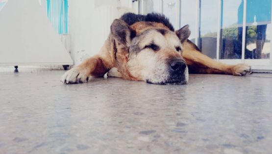 San Luis quiere nombrar a su primer hospital veterinario en honor a un perro comunitario 